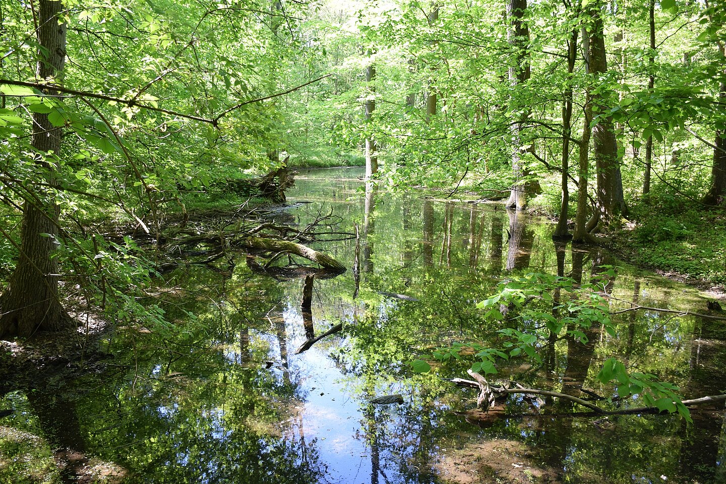 Burgauenbach Ein Altarm am Burgauenbach im Leipziger Auwald